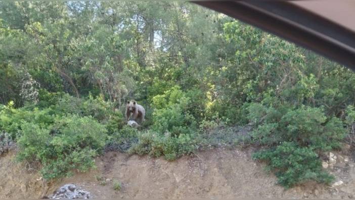 Bilecik'te sürücüler yol kenarındaki ayıyı görüntüledi