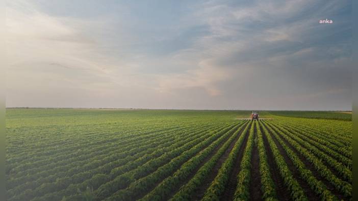 TÜİK'ten 2025 yılı bitkisel üretim tahmini: Sebze ve meyvede düşüş öngörülüyor