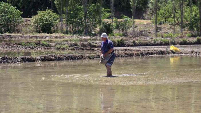 Karabük'te çeltik ekimi devam ediyor
