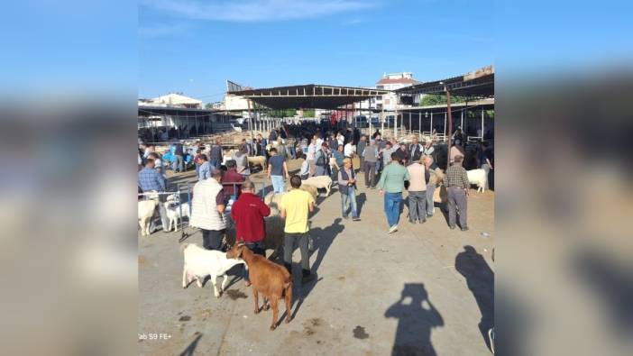 Havran'da Kurban Bayramı öncesi hayvan pazarı denetimleri
