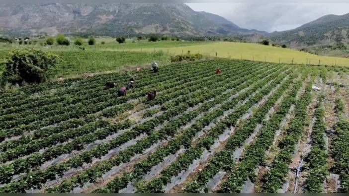 Batman Valisi Canalp: Sason çileği ekonomiye 350 milyon lira katkı sağlıyor