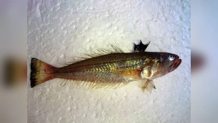 Prof. Dr. Gökoğlu'ndan trakonya balığı uyarısı: 'Değdiği an hastanelik eder'