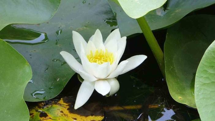 Çanakkale'de nilüfer çiçeklerini koparana ceza: 557 bin TL