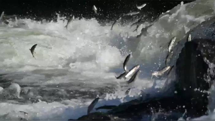 Van Gölü'nde inci kefali göçü sürüyor: Ziyaretçilere görsel şölen