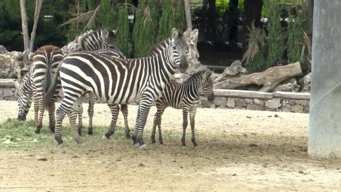 İzmir Doğal Yaşam Parkı’nda bahar coşkusu: 70 yeni yavru dünyaya geldi