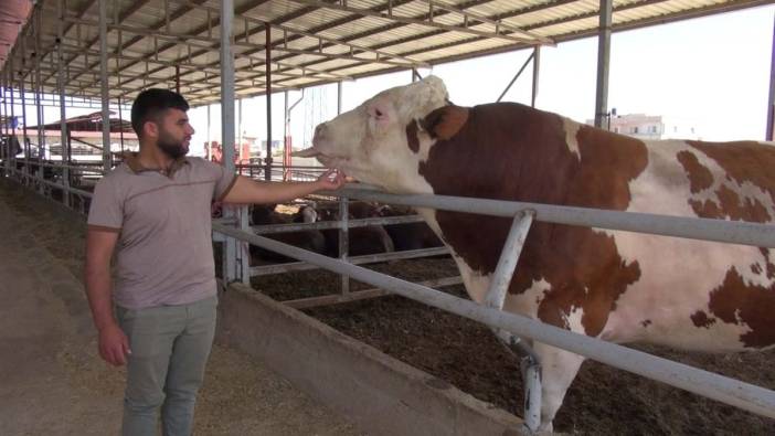 Hatay'da dev boğa 'Yusuf', 420 bin liralık fiyatıyla alıcısını bekliyor