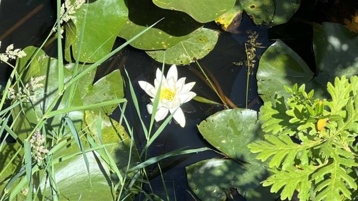 Biga'daki Nilüfer Gölü'nde beyaz nilüferler çiçek açtı