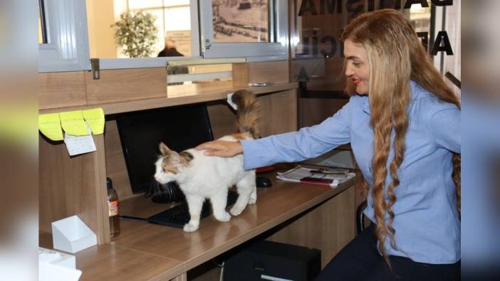 Amasya Adalet Sarayı'nın maskotu 'Adalet': 9 yıldır adliyede yaşıyor