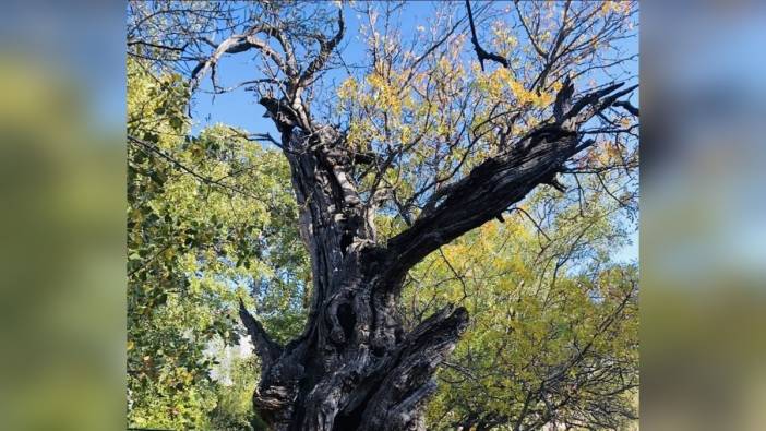 Arapgir'de 800 yıllık menengiç ağacı tescilleniyor