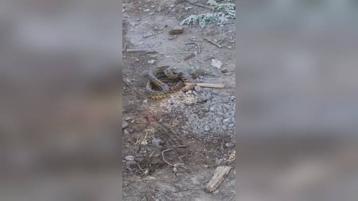 İnegöl'de yılanlar mahalleliyi tedirgin ediyor