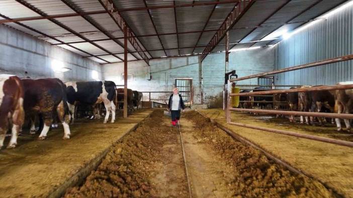 Ankara'da 4 çocuk annesi kadın girişimci: 100 büyükbaş hayvan yetiştiriyor