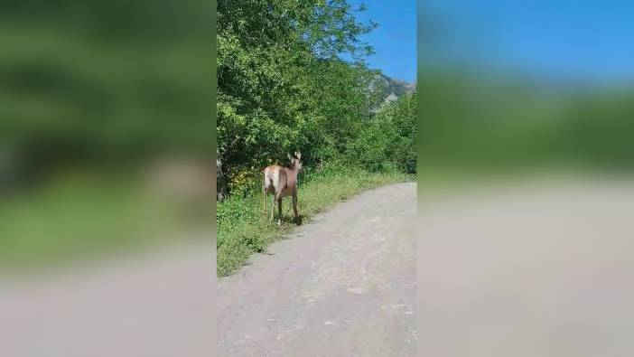 Sakarya'da karaca, orman yolunda görüntülendi