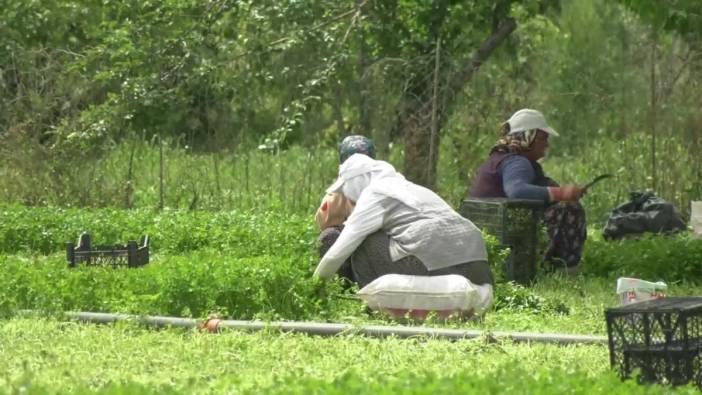 Bursa'da maydanoz üreticileri sorunlarını anlattı: "Çiftçinin 'ç'sinden bile bahsetmiyorlar"