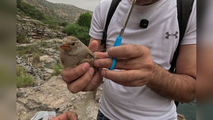 Şırnak'ta balıkçı ağına takılan kum kekliği kurtarıldı