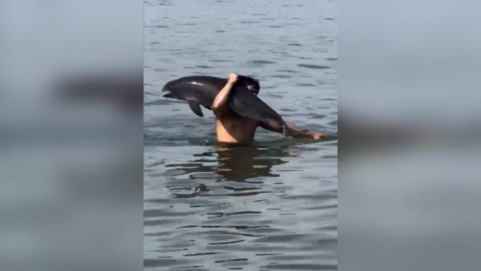 Mudanya'da ölü yunus kıyıya çıkarıldı