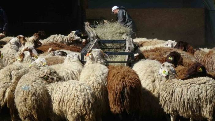 Atatürk Üniversitesi'nde yetişen kurbanlıklar ilgi görüyor