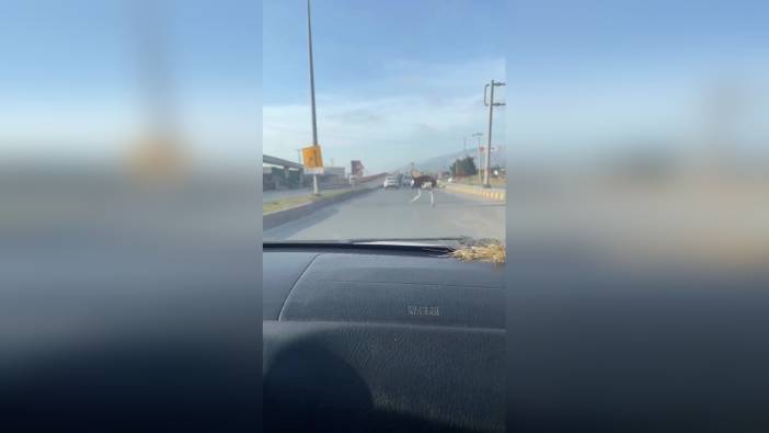 Hatay'da deve kuşu trafiğe çıktı: Sürücü zor anlar yaşadı