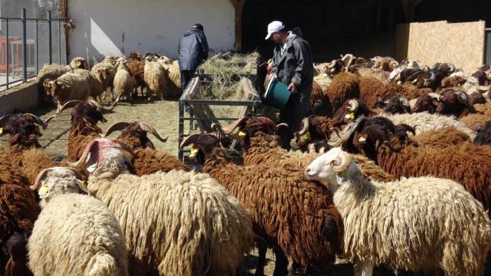 Atatürk Üniversitesi'nden kurbanlık satışları başladı