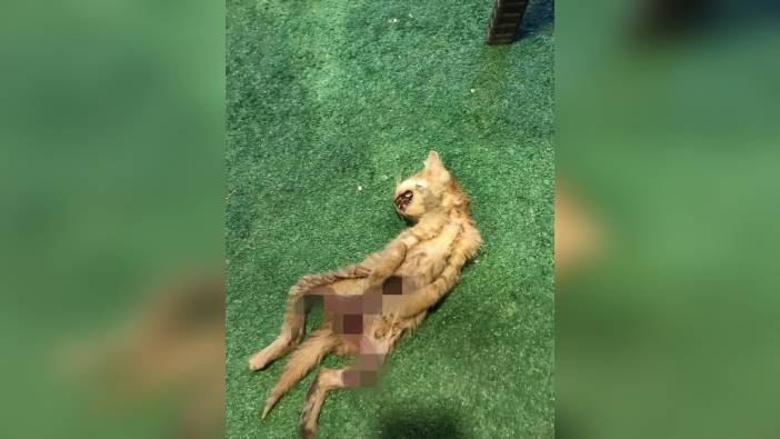 Zonguldak'ta 2 kedi iç organları çıkarılmış halde bulundu