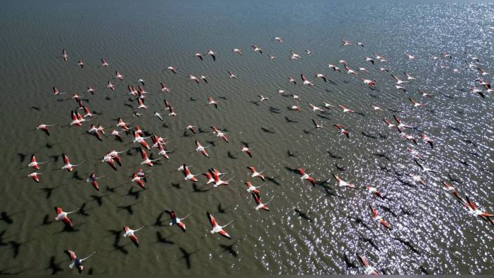 Ulaş Gölü’ne flamingolar akın etti