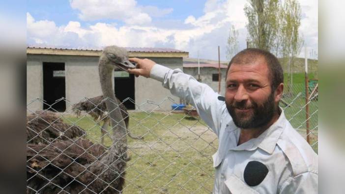 Sivas'ta deve kuşu çiftliği kurdu: Babasının hayalini gerçekleştirdi
