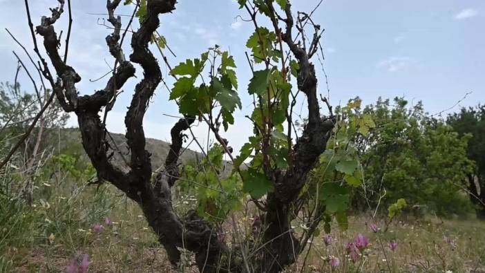 Bahadın Belediyesi'nden bağcılık projesi: 1400 dönümlük arazi eski görkemine kavuşacak