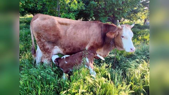 Iğdır'da kepçeyle kurtarılan inek, buzağı dünyaya getirdi