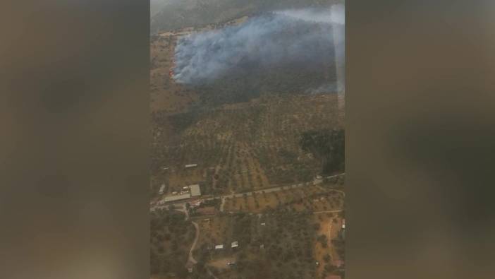 Bayındır'da zeytinlik yangını kontrol altına alındı