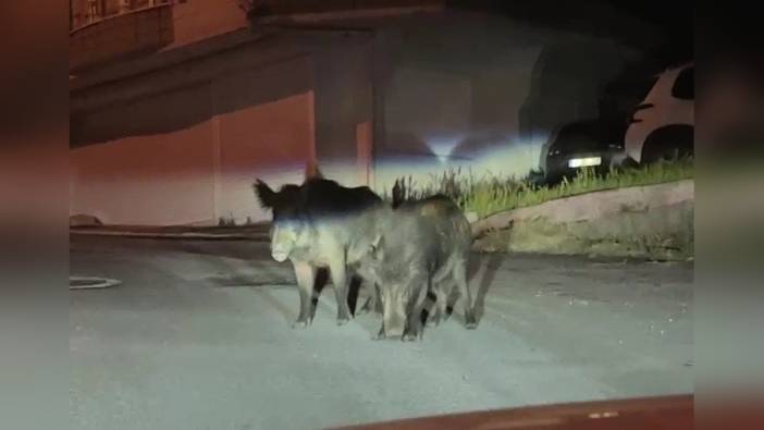 Ünye'de yaban domuzları yiyecek arayışıyla sokaklara indi