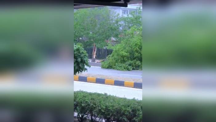 Zonguldak'ın Devrek ilçesinde şiddetli rüzgar: Ağaçlar devrildi