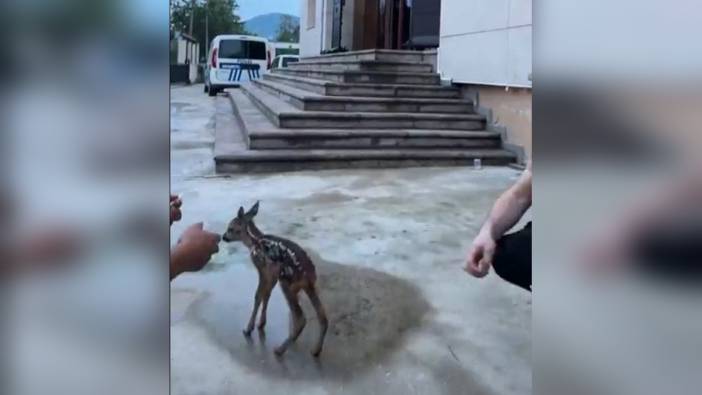 Kaynaşlı'da polisler yavru karacaya sahip çıktı