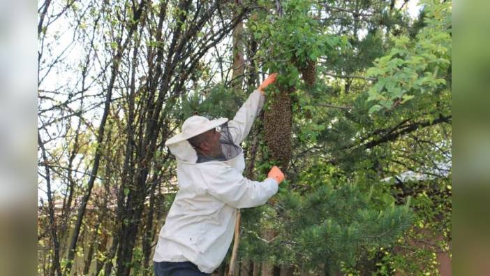 Erzincan'da arı kolonilerinde oğul verme sezonu devam ediyor