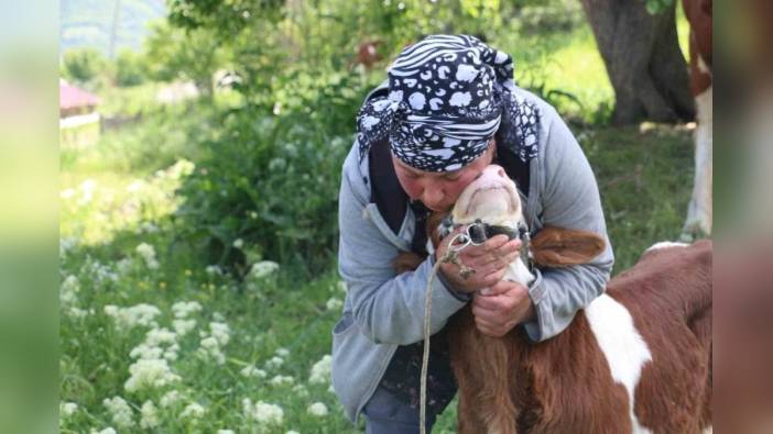 Gürcistanlı Nino, Erzincan'da hayvancılığa renk katıyor
