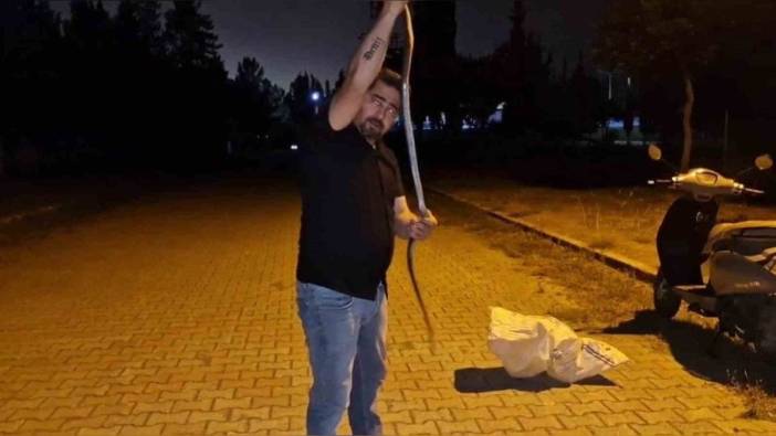 Hatay'da çamaşır makinesine giren karayılan doğaya bırakıldı