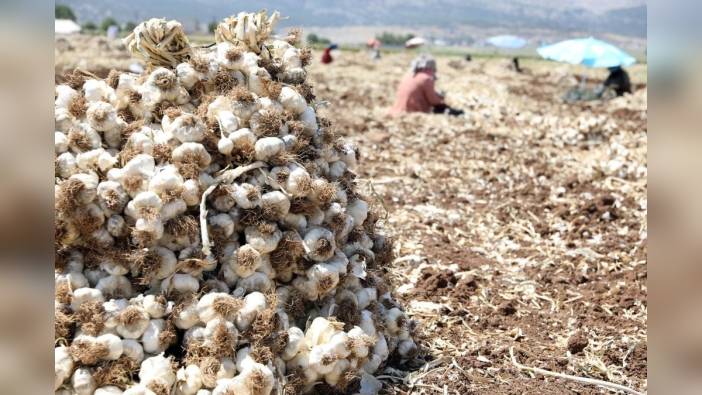 Araban'da sarımsak hasadı başladı: Rekolte 40 bin tonu bulacak