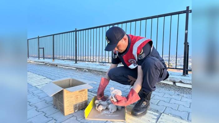 Kilis'te 4 yavru kartal koruma altına alındı
