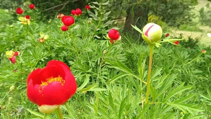 Spil Dağı'nda şakayıklar çiçek açtı: Koparma cezası 557 bin 212 lira