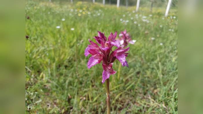 Samsun'un yüksek kesimlerinde baharın gelişiyle çiçekler açtı