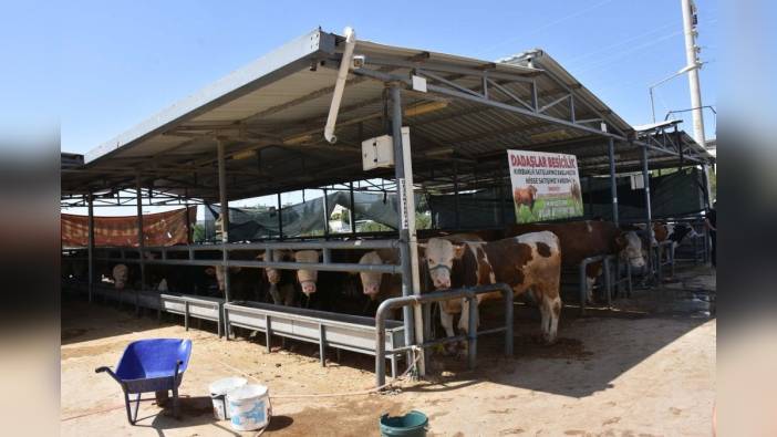 İzmir'de kurbanlık fiyatları 25 bin liradan başlıyor