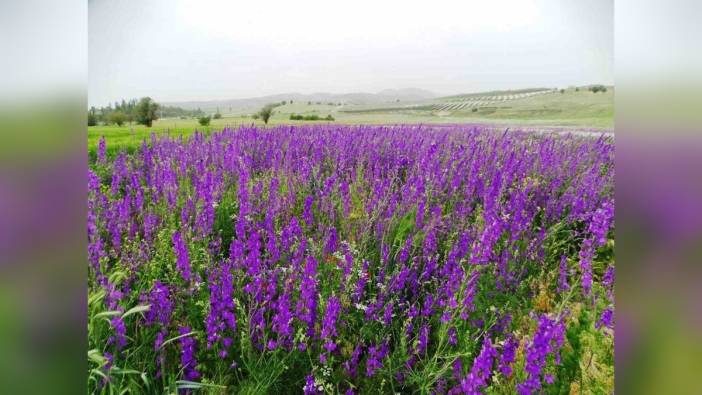 Kütahya'da mor renkli yabani otlar eşsiz manzara oluşturdu