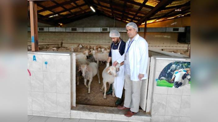 Bayrampaşa Belediyesi, kurban satış alanlarını denetledi