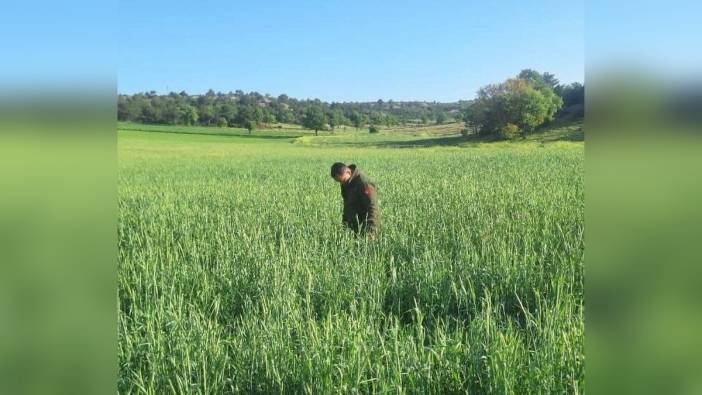 Afyonkarahisar'da süne zararlısına karşı mücadele başlatıldı