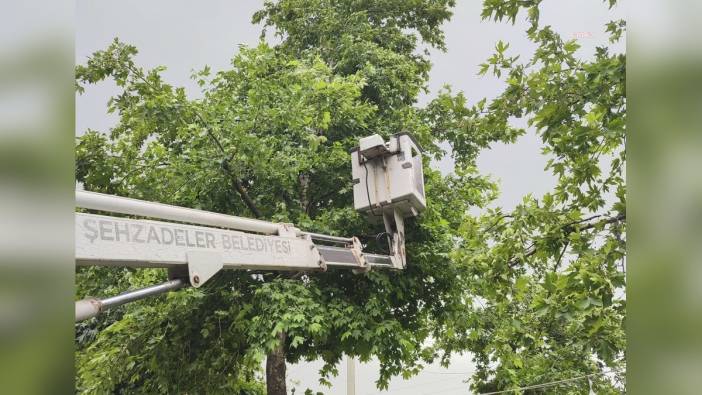 Şehzadeler'de devrilen ağaçlara anında müdahale