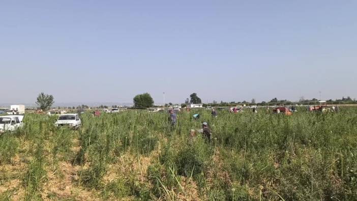 Osmaniye'de çiftçi 45 dönümlük soğan tarlasını halka açtı: "Yiğit muhtaç olmuş kuru soğana"