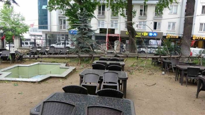 Bilecik'te 18 metrelik çam ağacı kökünden koptu