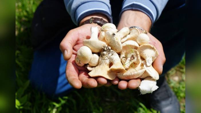 Bayburt'ta vatandaşlar ayıların gezdiği dağlarda şifa arıyor