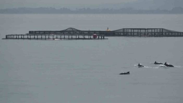 Samsun'da yunuslar, Türk somonu hasadına eşlik etti