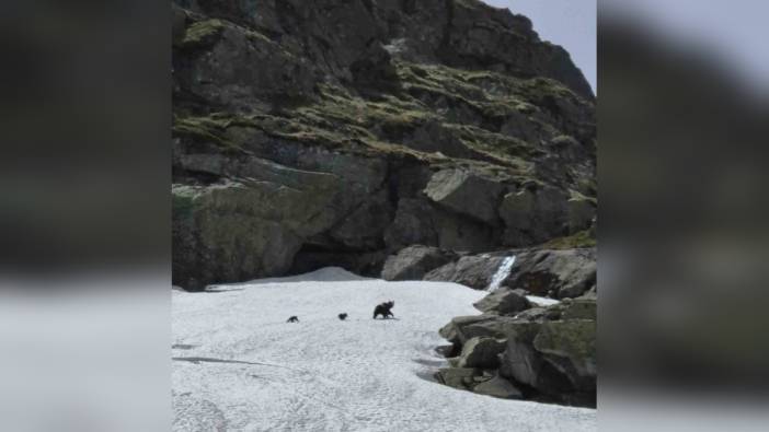 Uludağ'da ayı ailesi kış uykusundan uyandı