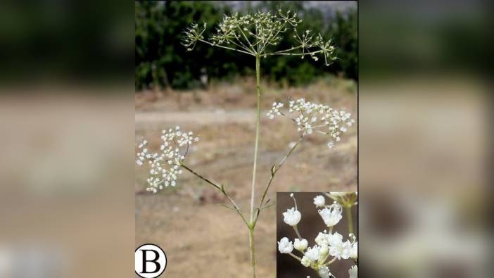 Konya'da yeni bir anason türü keşfedildi: Pimpinella husnucan-baseri