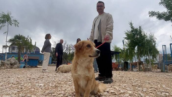 Bursa'da terk edilen hayvanlar, Emekli Hayvanlar Çiftliği'nde sahiplenilmeyi bekliyor